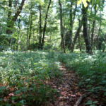 Waldpfad im Nymphenburger Schlosspark